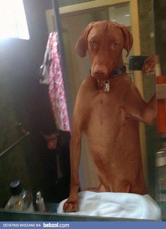Psie selfie