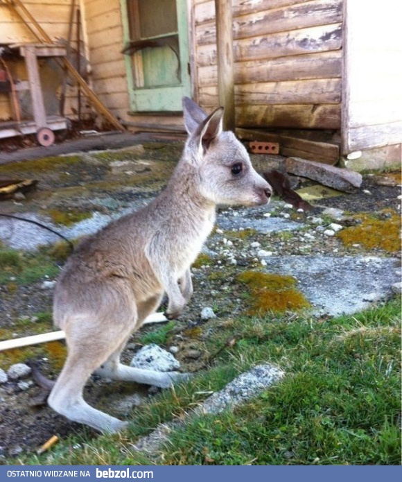 Tak wygląda mały kangur
