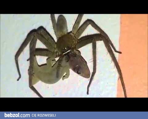 Wielki głodny pająk konsumuje żywą jaszczurkę
