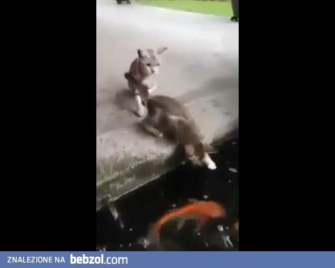 Kot poluje na ryby aż tu nagle...