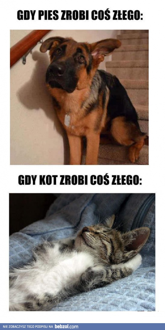 Pies vs Kot