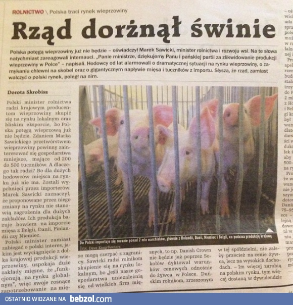 Rząd dorżnął świnie