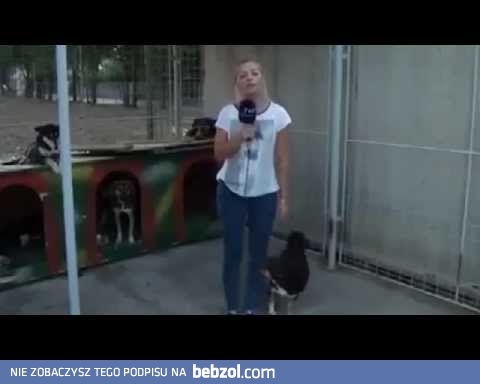 Zabawne wywiad w schronisku dla psów