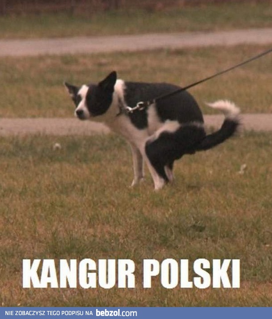 Kangur polski