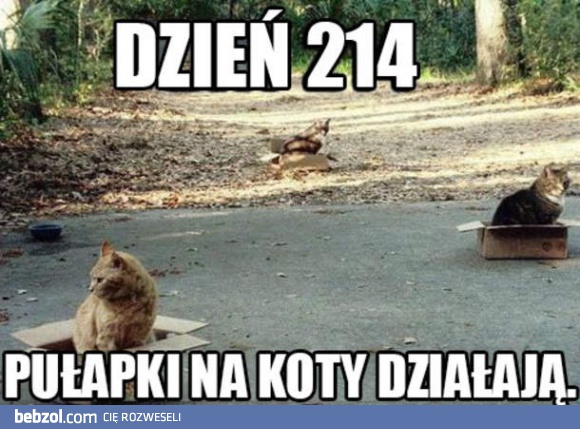 Najskuteczniejsze pułapki na koty