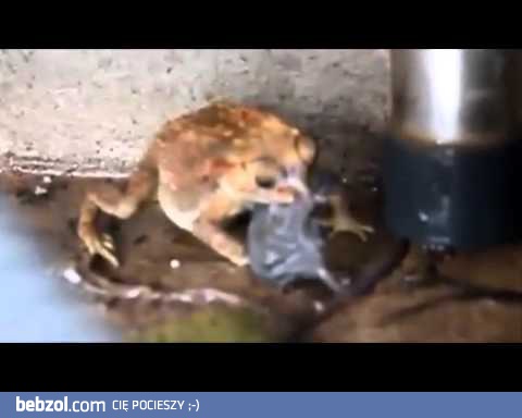 Ropucha próbuje połknąć szczura