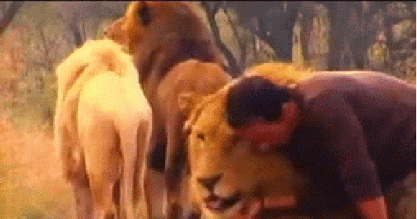 Lion Sex Gif