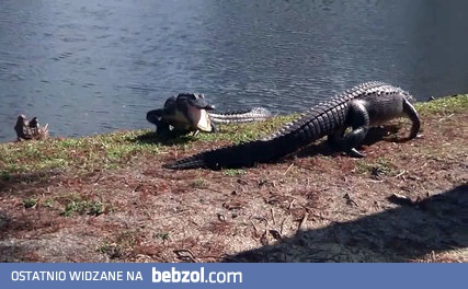 Aligator vs Aligator