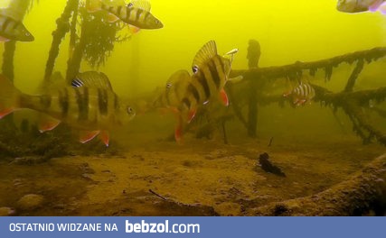 tak wygląda łowienie pod lodem