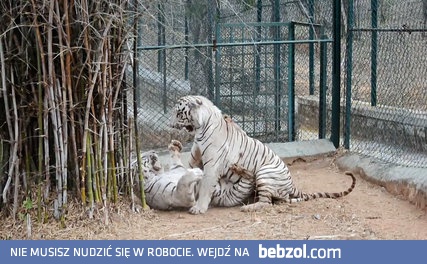 Ostra wymiana zdań między dwoma białymi tygrysami
