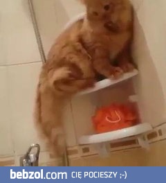 Kot w łazience