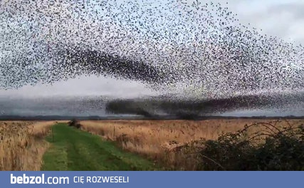 Amazing Bird Murmurations