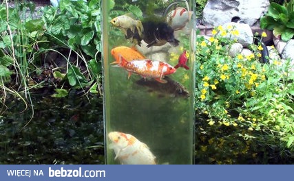 Wieża widokowa dla ryb w oczku wodnym