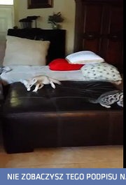 Fenek bawi się z kotami bengalskimi