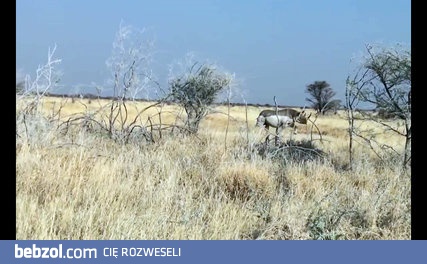 Nosorożec vs Samochod