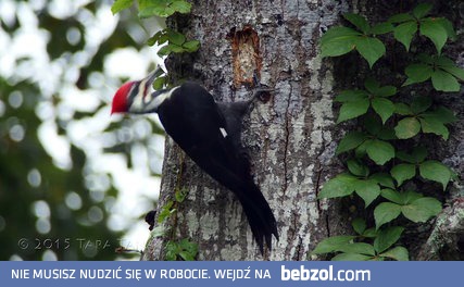Pan dzięcioł buduje sobie dziuplę