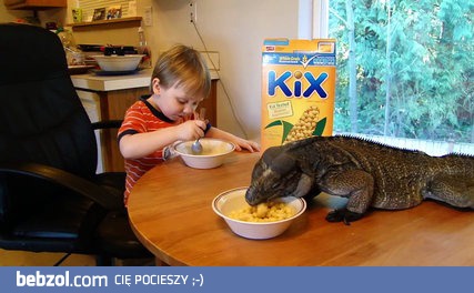 Legwan nosorogi je śniadanie