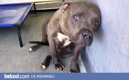 Żaden pies nie rodzi się zły. 