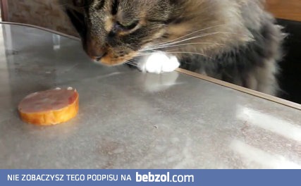 kocie sumienie vs apetyt
