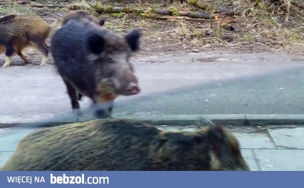 Dzik jest dziki, dzik jest zły, kto dzika na drodze spotyka...