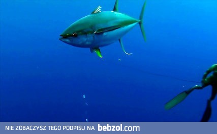 Zderzenie z rekinem wielorybim