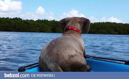 Pies zobaczył delfina…