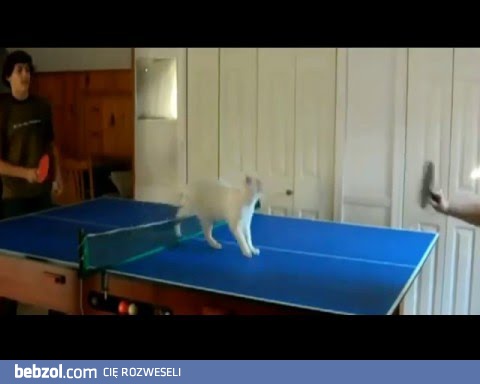Śmieszne koty i ping-pong
