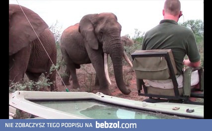 Bliskie spotkanie ze słoniem
