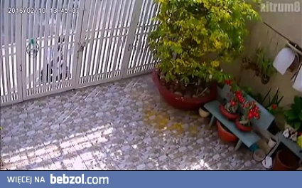 Włamywacz trafił na ciężką bramę