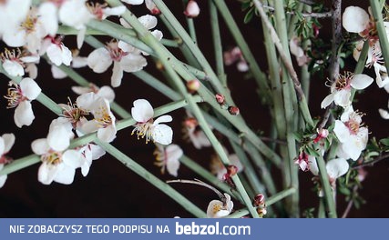 Skaczące kwiatki z Iraku