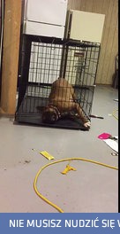 Cwany bokser wydostaje się z zamkniętej klatki