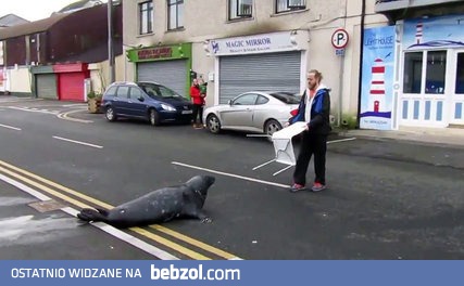 Duża foka wyłazi z wody i żebrze pod restauracją.