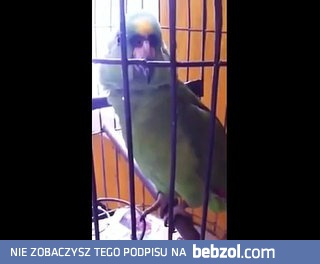 Papuga, która imituje płacz dziecka