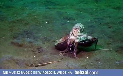 Bardzo sprytna ośmiornica