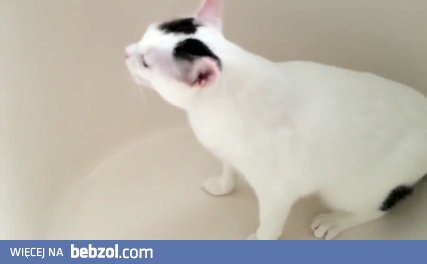 Kotka kichająca 51 razy