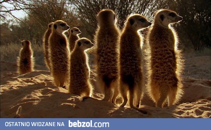 Surykatki przechytrzone przez ptasi móżdżek