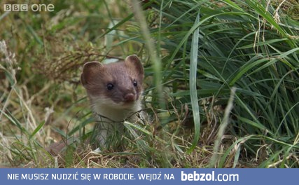 Gronostaj zabija królika 10 razy większego od niego