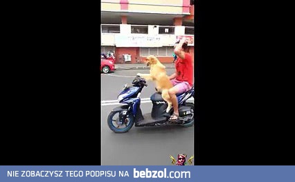 Pies na skuterze