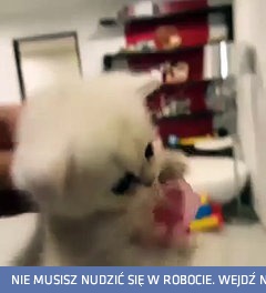 Mały biały koci wcielony szatan i jego smoczek