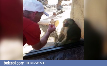 Szok i niedowierzanie pawiana na sztuczkę 