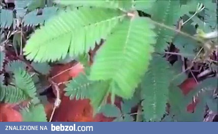 Niesamowita roślina odpowiada na dotyk