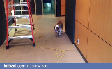 Irracjonalny strach psa i jego sposób na poradzenie sobie z tym