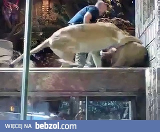 Pracownik zoo zostaje zaatakowany przez Lwa na wybiegu