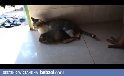 Kot z popsutym instynktem łowieckim