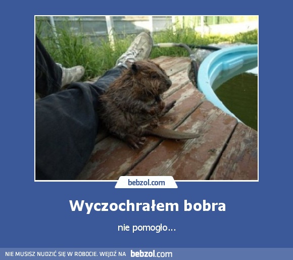 Wyczochrałem bobra