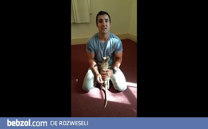 Mały kangurek myśli, że policjant to jego mama