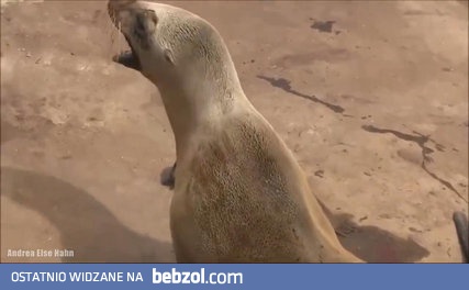 Płacz i krzyk rozpaczy lwa morskiego po stracie dziecka