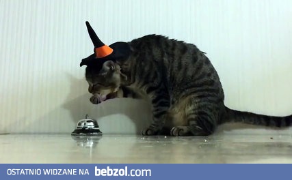 Kot używa dzwonka żeby dostać smakołyk