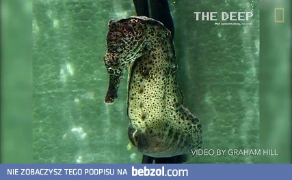 Narodziny dwóch tysięcy koników morskich