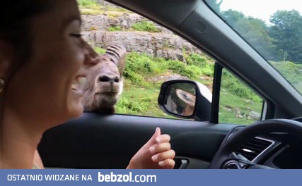 Kozioł atakuje samochód